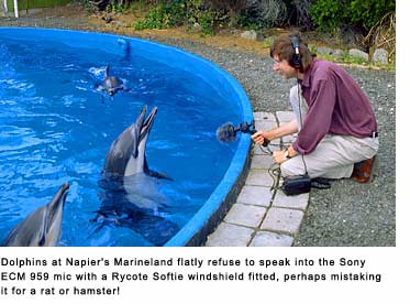 Clive Williamson with Dolphins in Napier Marineland