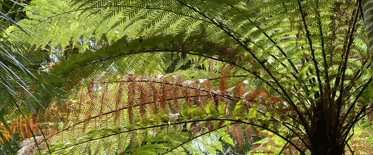 NZ Tree Fern