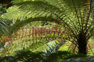 Ferns, New Zealand