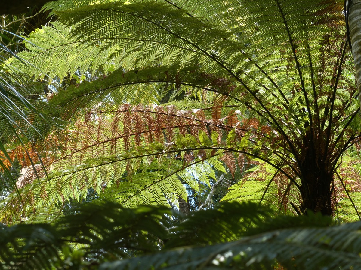 NZ Best – 11 (1)