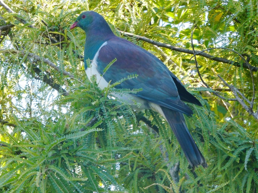 Kereru (NZ Pigeon)