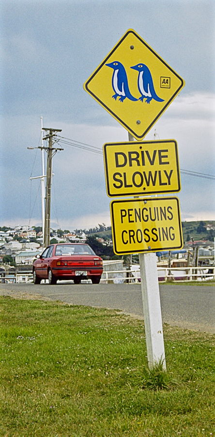 Slow, Penguins Crossing - Oamaru