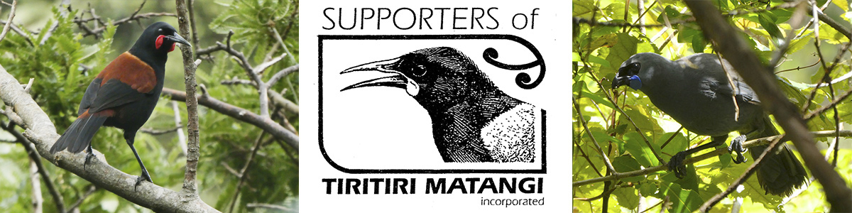 Tiritiri Matangi Island birds