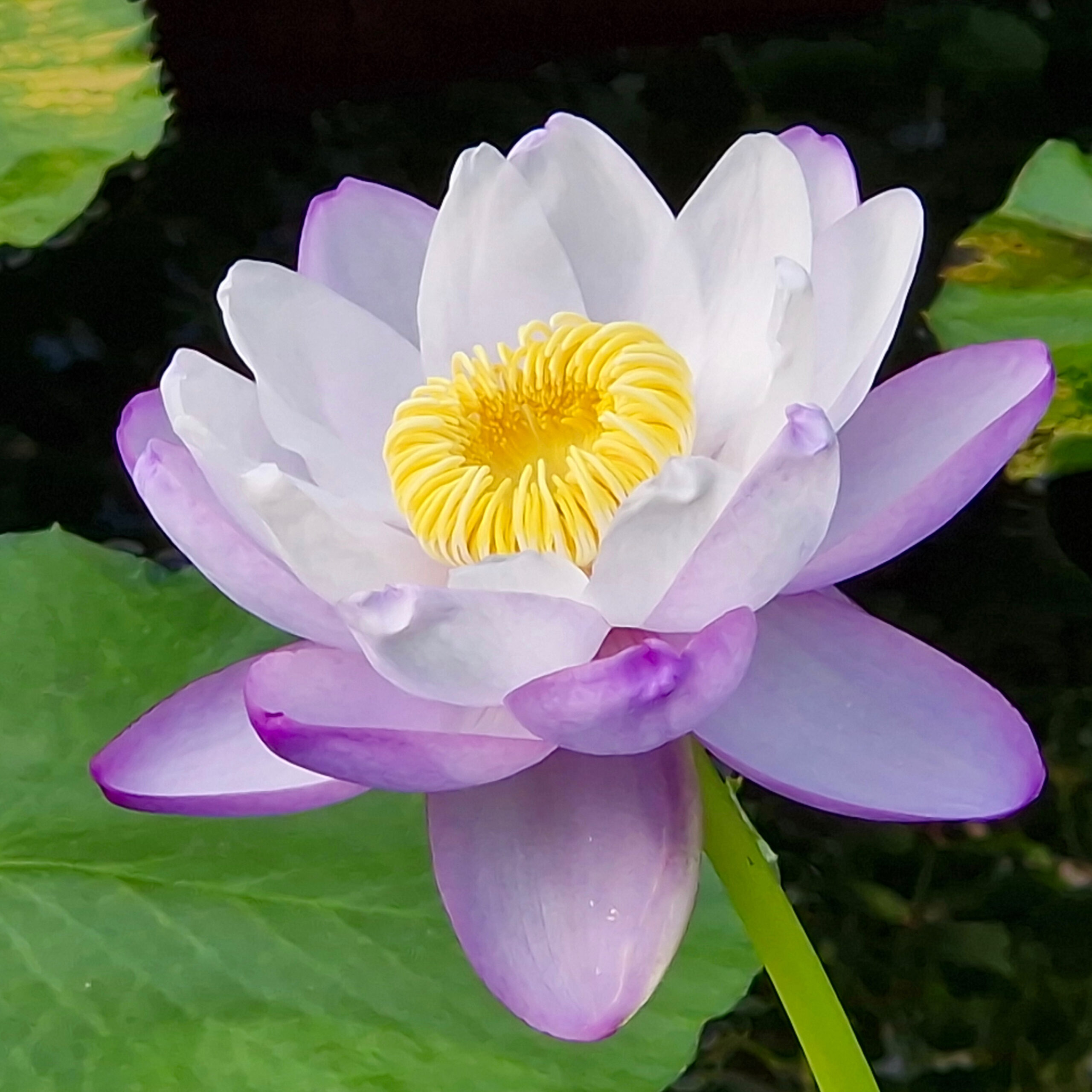 Water Lily