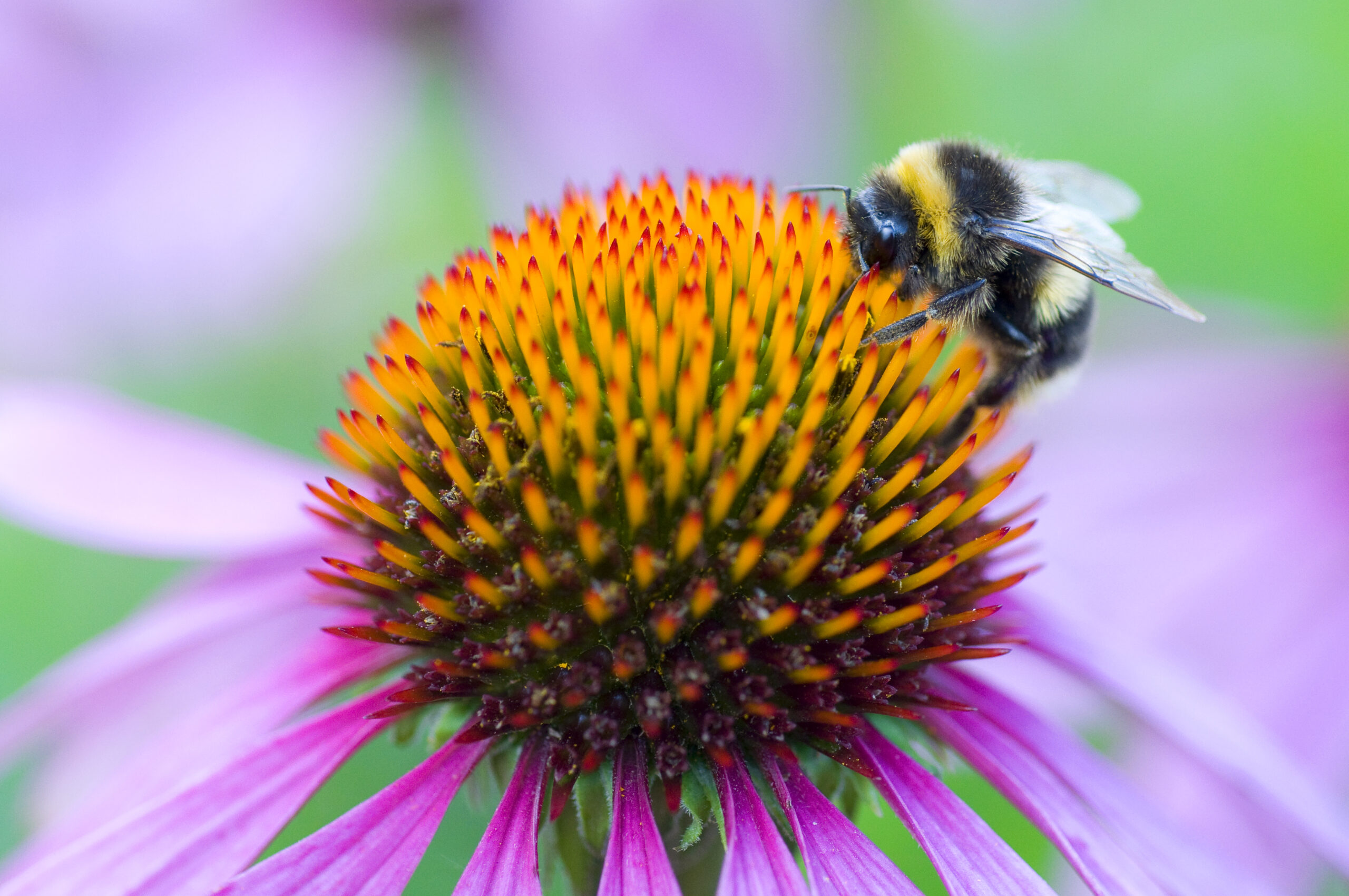 DSC_2001 bee 2014